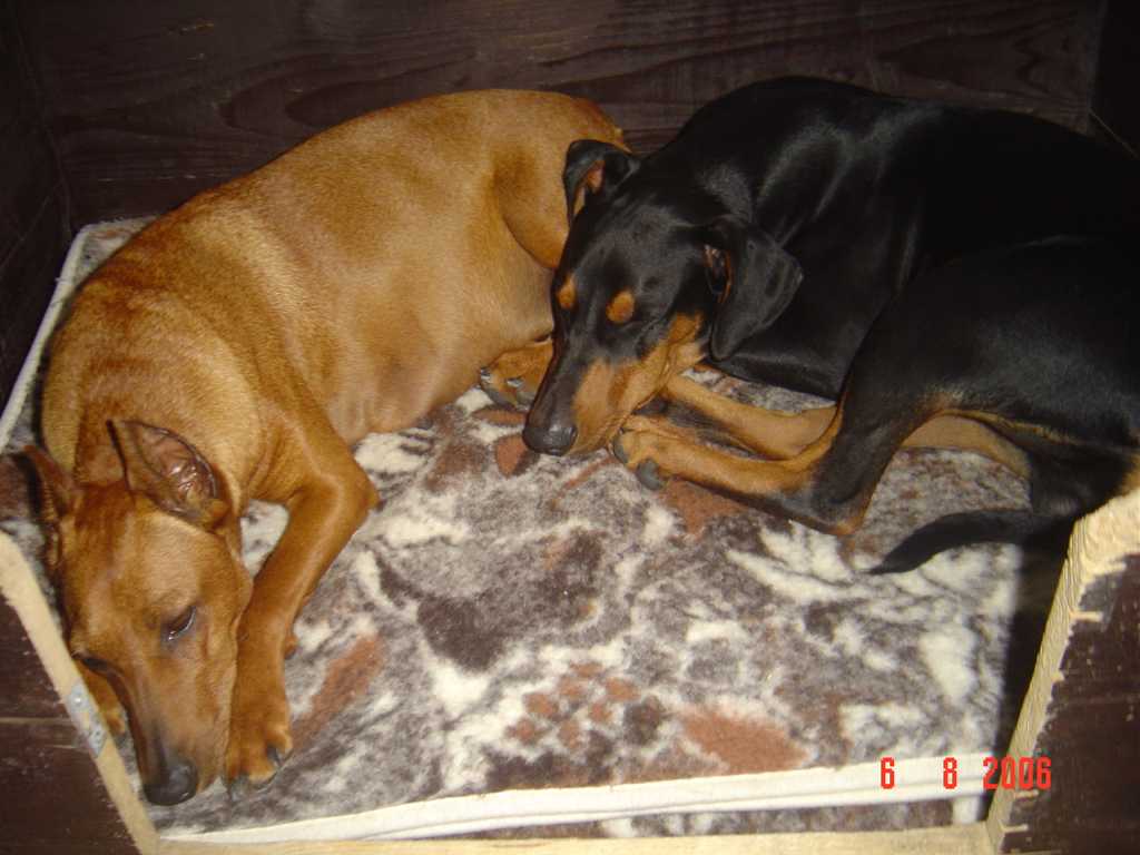 porodní bedna.jpg